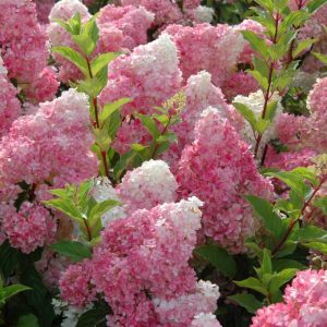 Hydrangea Standard (Treeform) Vanilla Strawberry 7gal