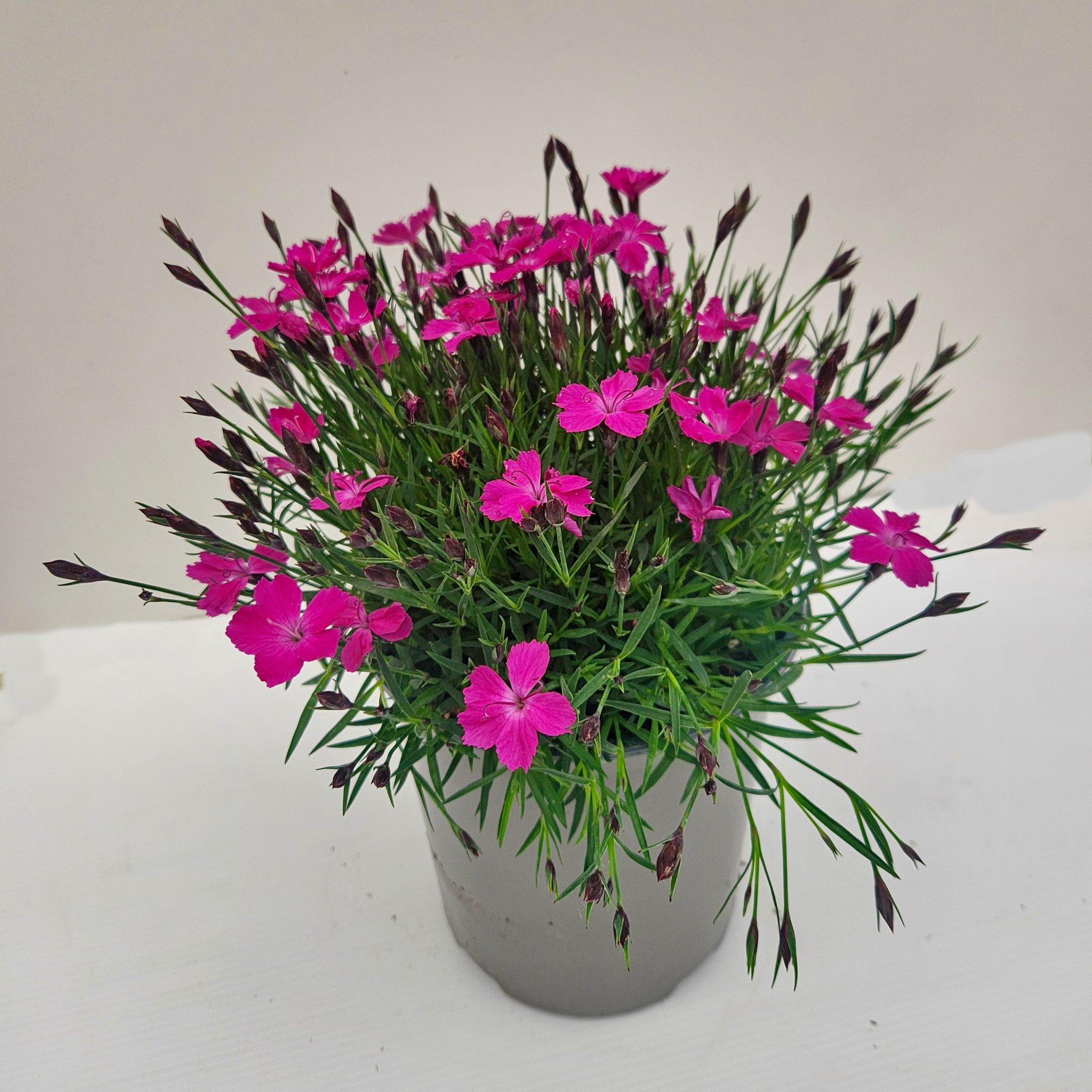 Perennials - TERRA Greenhouses