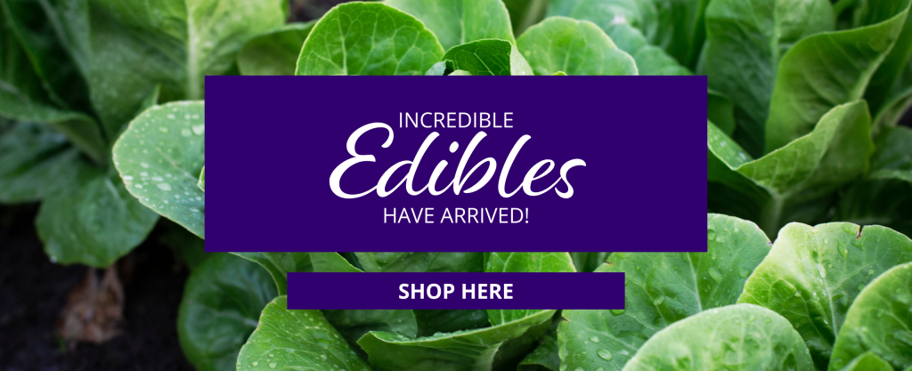 Fresh romaine lettuce grows in a garden. Text reads Incredible Edibles Have Arrived. Shop Here.