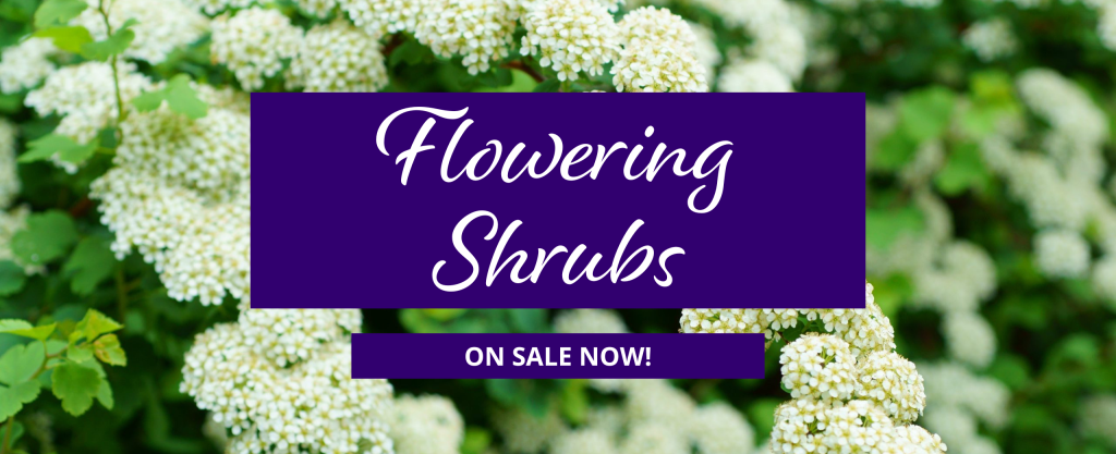 Blooming Bridal Wreath Spirea is shown under text that reads Flowering Shrubs on sale now.