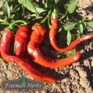 Hot Portugal Hot Pepper product image