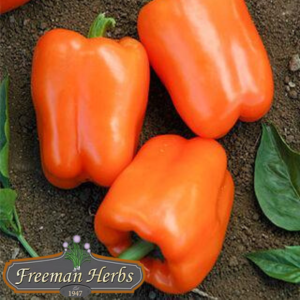 Orange Blaze Sweet Pepper product image