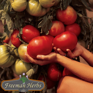 Beefmaster Tomato product image
