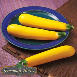 Golden Glory Yellow Zucchini product image