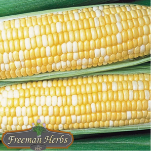 Honey & Pearl Corn product image