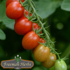 Sugar Rush Tomato product image