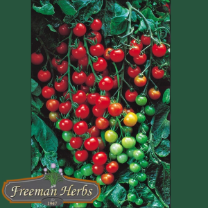 Sweet 100's Tomato product image