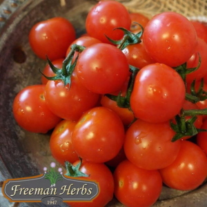 Tiny Tim Tomato product image