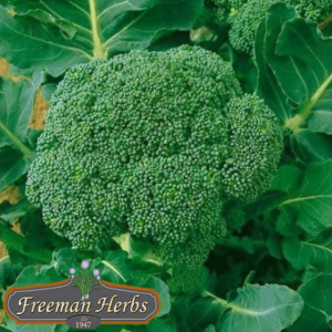 Waltham Broccoli product image