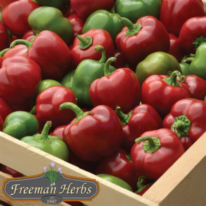 Snackabelle Red Pepper Patio Planter product image