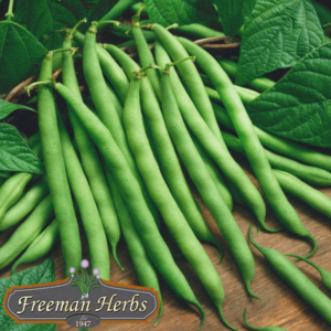 Blue Lake Bush Bean product image