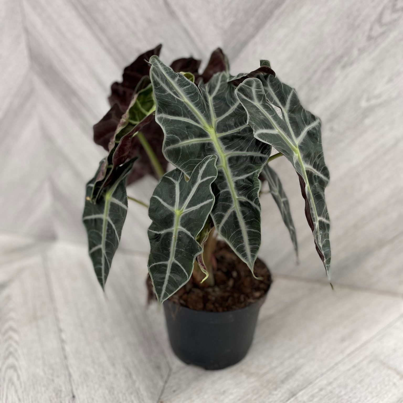 Alocasia Polly 6 Pot TERRA Greenhouses Alocasia Polly 6 Pot TERRA Greenhouses