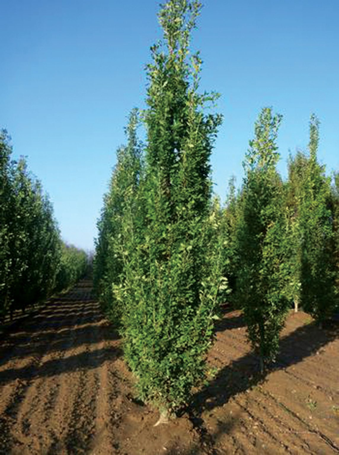 Pyramidal Tree Type Oak Pyramidal 7gal - TERRA Greenhouses