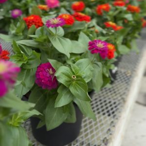 Zinnia product image