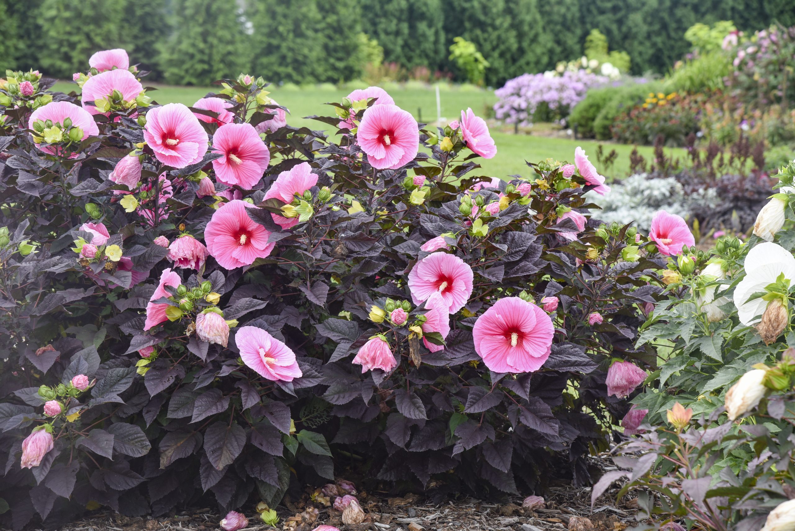 Perennial Hibiscus Summerific Edge of Night 2gal by Proven Winners
