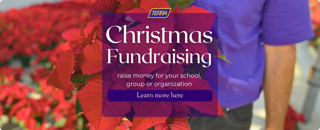 A person in a purple TERRA shirt holds up a beautiful red poinsettia. In the background, many poinsettias grow in a greenhouse. Text reads 'Christmas Fundraising raise money for your school, group or organization. Learn more here.