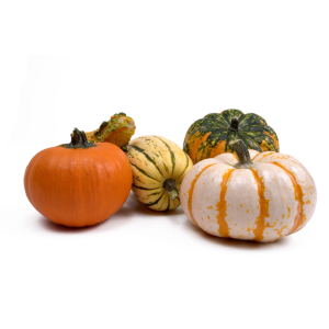 6pk Mini Pumpkins and Gourds