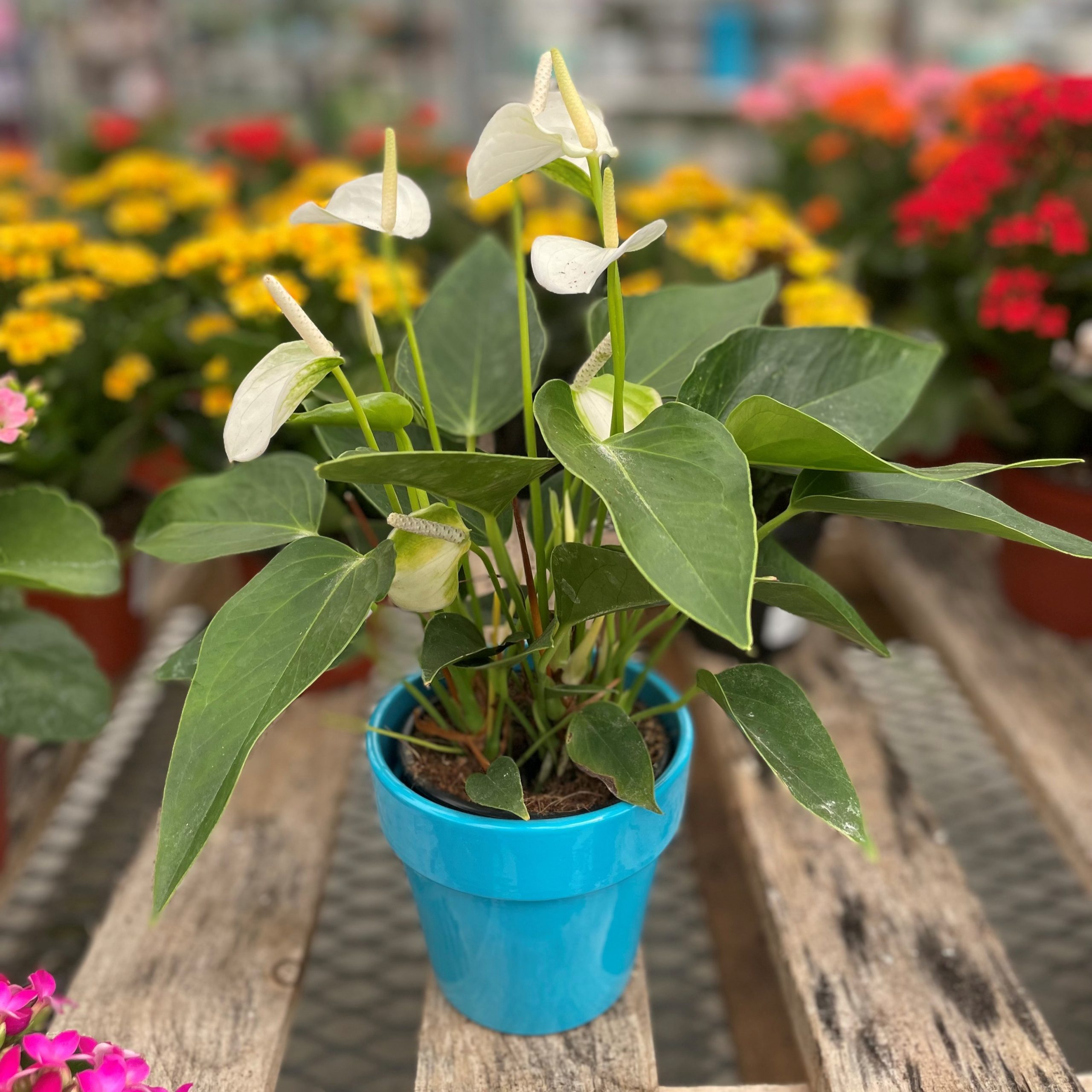 4" Anthurium in Ceramic - Growers Choice