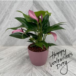 Anthurium in Ceramic (4" pot)