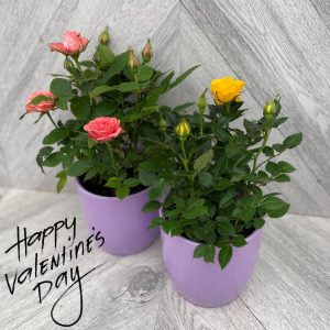 Mini Roses in Ceramic