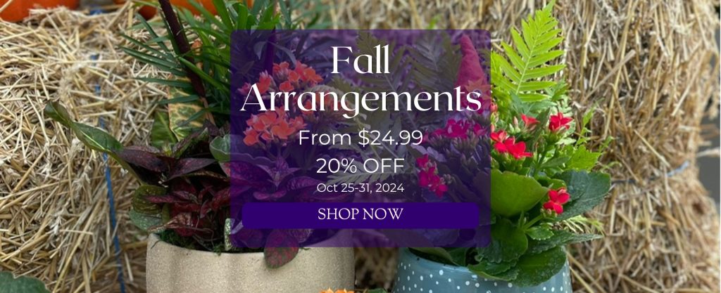 Potted indoor plant arrangements with mixed foliage and flowers are shown against a backdrop of a straw bale. text: Fall Arrangements from $24.99 20% off Oct 25-31. SHOP NOW.