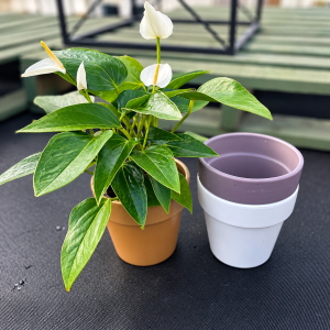 4 Anthurium in Ceramic product image