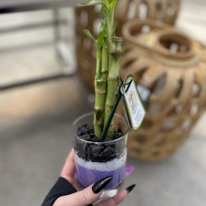 Lucky Bamboo