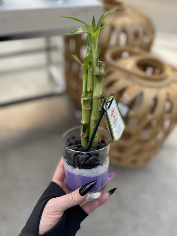 Lucky Bamboo