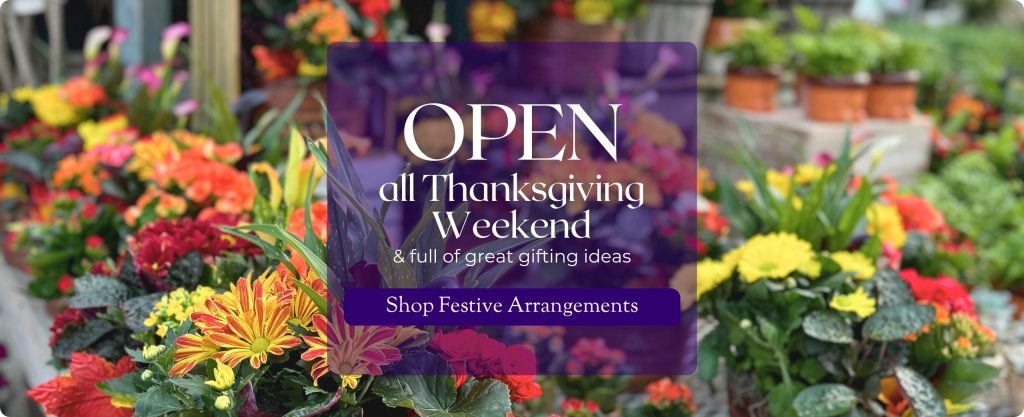 Colourful planted floral arrangements made of seasonal flowers for fall are shown in a greenhouse. Text reads OPEN all Thanksgiving Weekend & full of great gifting ideas. Shop festive arrangements.