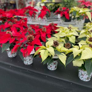 4" Premium Poinsettia in Tin