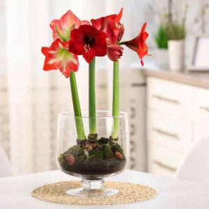 Amaryllis Kit - 1blb/kit