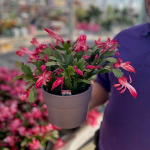 6 Christmas Cactus in Ceramic product image