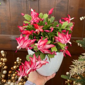 6" Zygo (Christmas) Cactus in Ceramic