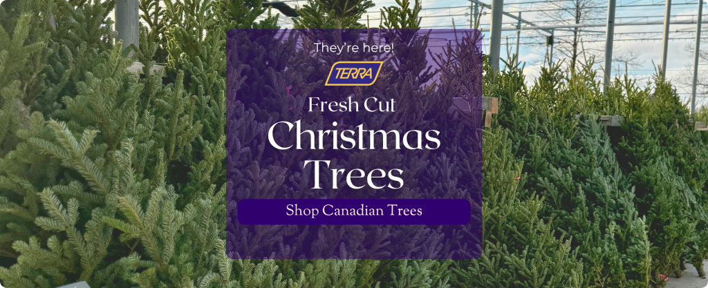 Fresh cut Christmas Trees stand outdoors at TERRA Greenhouses in Milton. Text: They're here! Fresh Cut Christmas Trees. Shop Canadian Trees.