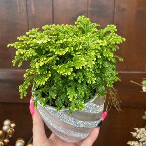 4" Frosty Fern in Ceramic