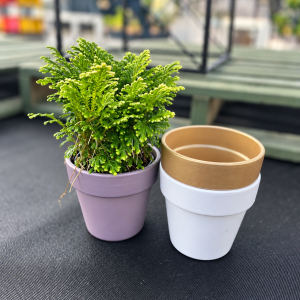 4 Frosty Fern in Ceramic product image