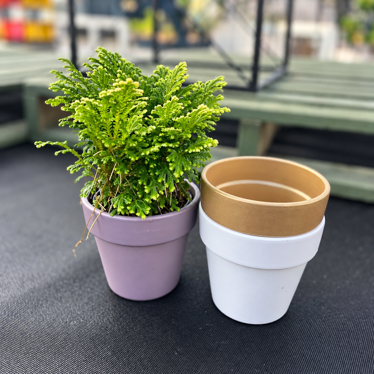 4 Frosty Fern in Ceramic product image