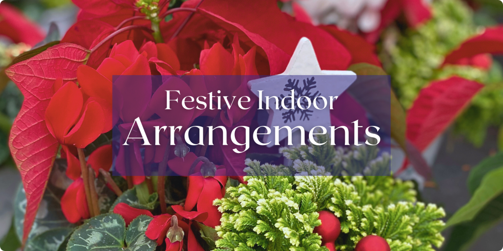 Close up view of a mixed indoor planter with poinsettia, cyclamen & frosty fern with decoration. Text: Festive Indoor Arrangments.