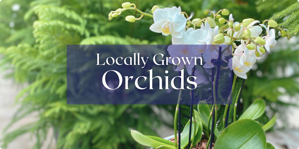 The white blooms of an orchid planter are shown against a soft focus background of evergreens. Text: Locally Grown Orchids.