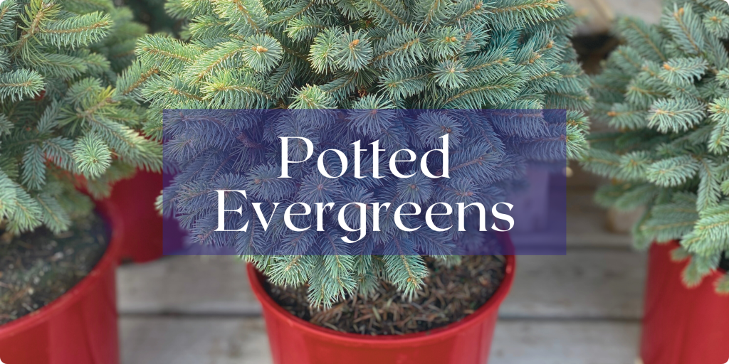 A row of small blue spruce trees potted in red plastic pots sit on a wooden table. Text: Potted Evergreens