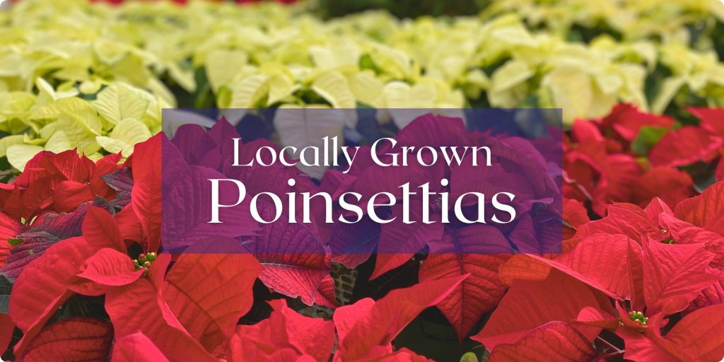 Poinsettias in red and white fill a greenhouse bench. Text: Locally Grown Poinsettias.