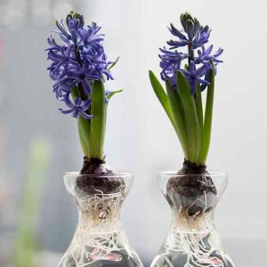Hyacinth Vase Kit
