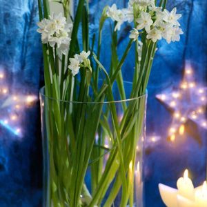 Paperwhite Kit - 3bulbs/kit