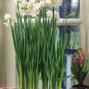 Paperwhite - Inbal (3bulbs/pkg)