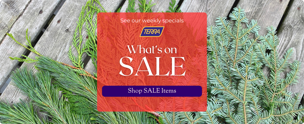 Evergreen boughs are splayed on a wooden table. Text: See our weekly specials. TERRA What's On SALE. Shop Sale Items. TERRA logo in purple and yellow.