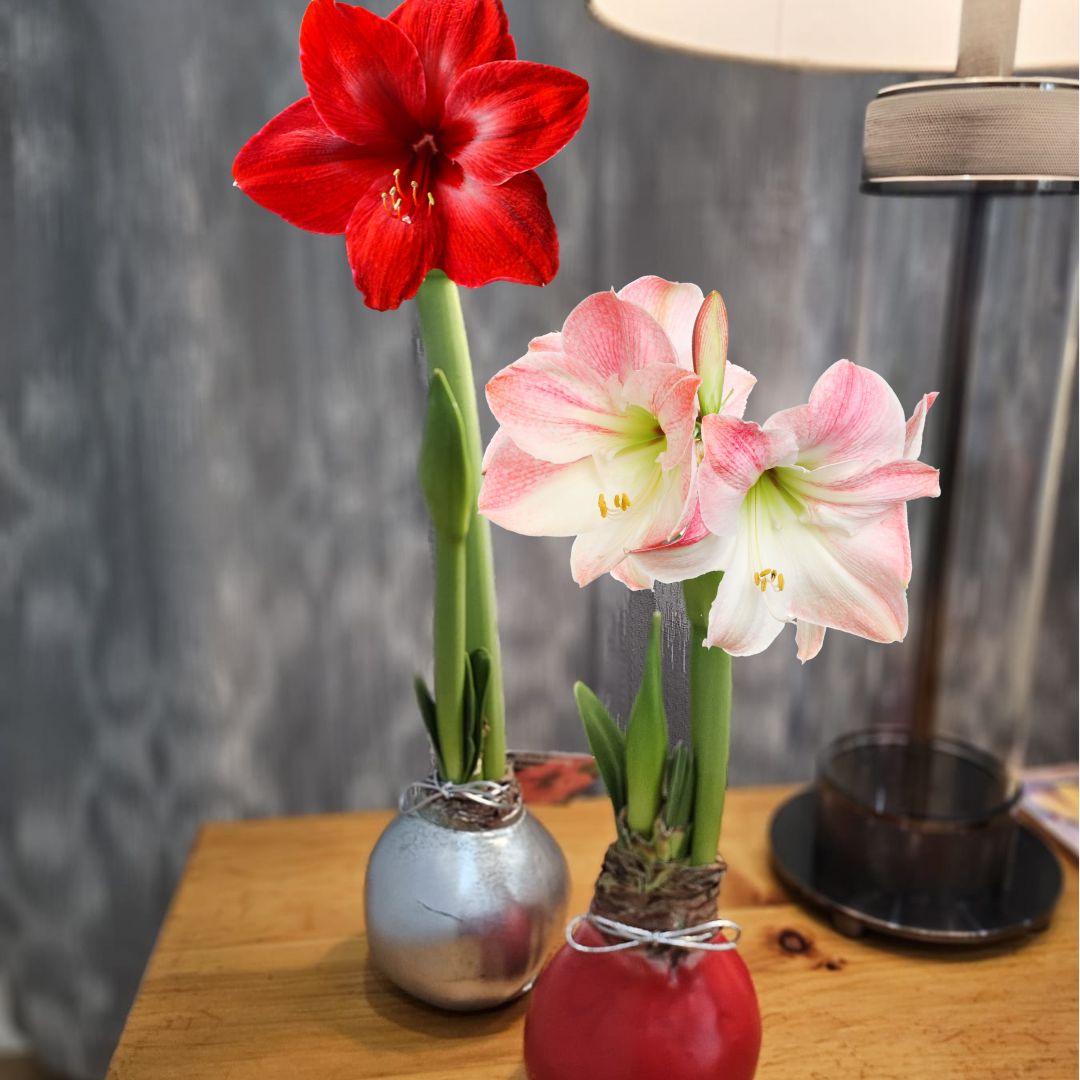 Waxed Amaryllis Bulb