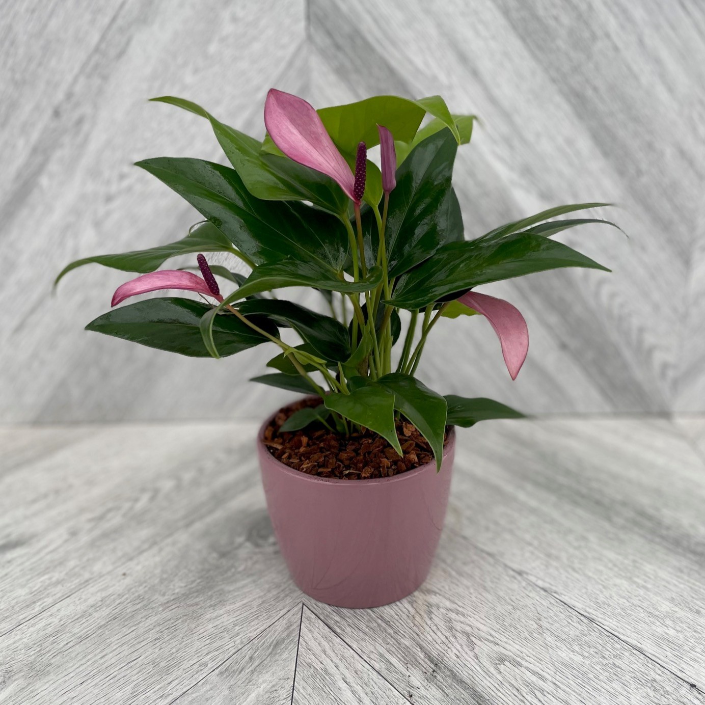 Anthurium in Ceramic (4" pot)