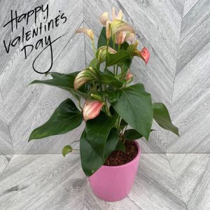 Anthurium in Pink Ceramic (6" pot)