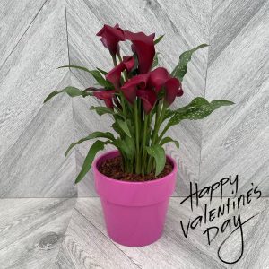 Calla Lily in Ceramic (6" pot)
