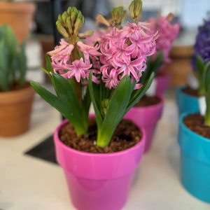 Hyacinth in Ceramic (6" pot)